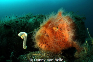 A hunting frogfish is always a nice encounter. The fleshy... by Danny Van Belle 